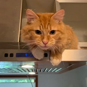 Meet your Posher, Kate